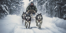 Man Musher Behind Sleigh At Sled Dog Race On Snow In Winter