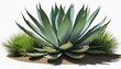 agave bush png file of isolated cutout object with shadow on transparent background