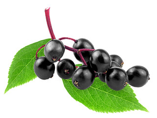 Wall Mural - Bunch of ripe elderberries with green leaves isolated on a white background. Sambucus nigra. European black elderberry.