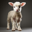 little lamb standing in front of a dark background