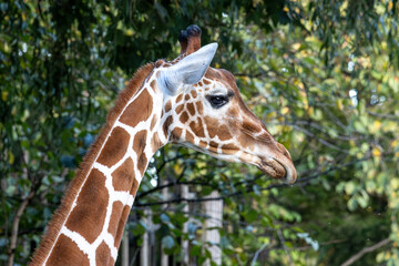 The giraffe, Giraffa camelopardalis is an African mammal