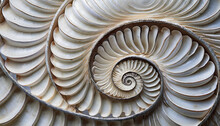 Close Up Nautilus Shell Pattern