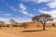 Wüstenlandschaft in Namibia, Namib, Bäume