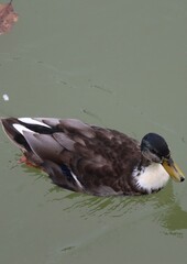 Wall Mural - duck on the water