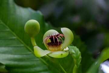 Wall Mural - Bud of an elephant apple, Dillenia philippinensis