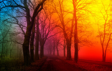 Wall Mural - Autumn landscape with path and trees in fog