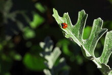 Red Ladybug On The Leaf Of Jacobaea Maritima