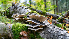 Tree Fungi Tinder Fungus Fomes Fomentarius On A Deadwood Tree Trunk In The Forest The Tinder Fungus Is A Species Of Fungus From The Family Of Stem Porling Relatives Polyporaceae