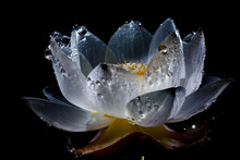 Iced And Glassy Lotus Blossom Glittering On Dark Background Generative Ai