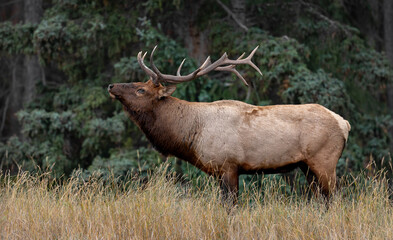 Wall Mural - Bull elk during the rut in the Rocky Mountains 