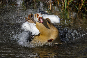 Wall Mural - Nilgans (Alopochen aegyptiacus)