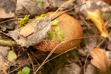 Wall Mural - Mushroom boletus on the ground in the forest in autumn