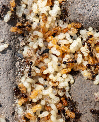 Sticker - Close up of red ant eggs. Macro