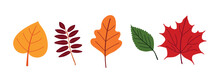 Set Of Illustrations Of Colorful Autumn Leaves.