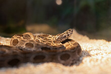Close-up Of A Siamese Russell's Viper Coiled On The Ground. It Is A Snake With Very Strong Venom.