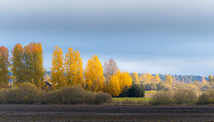 Wall Mural - wonderful nature background in fall season with colorful trees in countryside