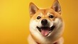 Joyful Japanese shiba inu with red hair poses happily on yellow background