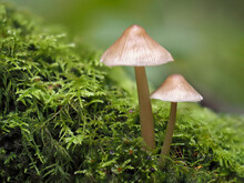 Mushroom In The Forest