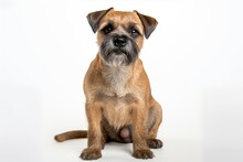 Photo Of An Intelligent Border Terrier In An Attentive Pose On A Clean White Countertop. Generative AI