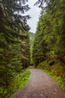 footpath in the woods Tatra National Park, Zakopane Poland. Kasprowy Wierch