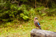 A series of photographs of a beautiful and bright bird in the wild