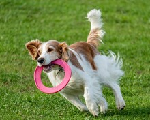 Cheerful Breton Espanol Dog Running Happily Playing With A Bright Pink Frisbee