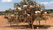 Goats on an Argan tree in the way between Marrakesh and Essaouira in Morocco. Africa