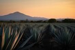 Agave tequilana weber field used for producing tequila at sunset with a view of the Tequila volcano. Generative AI