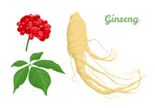 Ginseng Root, Leaf And Berries Isolated On White Background. Vector Cartoon Illustration Of Medical Plant.