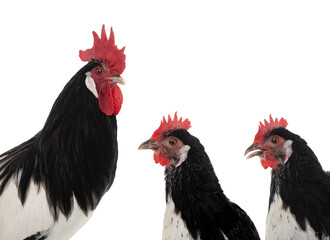 Wall Mural - portrait rooster and chicken lakenfelder isolated on a white background