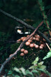 Pilze im Herbst