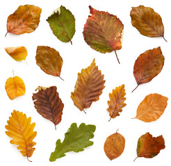 Poster - Set of fallen autumn leaves isolated on white background