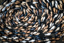 Aerial View Of A Cow Herd Rotating In A Circle, Next To The Town Kupres In Bosnia And Herzegovina.