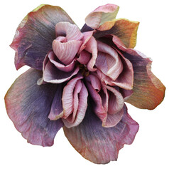 Sticker - Beautiful real single flower flowerhead of tropical Hibiscus rosa sinensis cut out on an isolated background