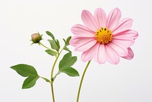 Pink Flower With Green Leaves On A White Background, Featuring A Yellow Center And Stem. Generative AI