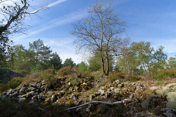 Wall Mural - Old stone quarry in the  Apremont gorges. Fontainebleau forest