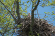 baby bald eagle in a nest