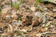 bumpy toad on the ground