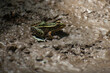 frog on the ground in a shadow