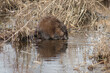 muskrat eating by a stream
