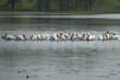 flock of pelicans in lake