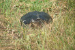 snapping turtle in grass