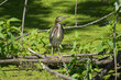 striated heron on log in marsh