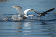 trumpeter swan attacking canada goose
