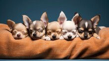 Sleeping Chihuahua Puppies In A Row, Doggies Resting On A Blanket, Adorable Pet Group Portrait, Ai Generated