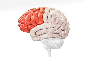Wall Mural - cerebral cortex frontal lobe in red color profile view isolated on white background 3d rendering ill