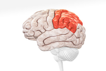 Wall Mural - cerebral cortex parietal lobe in red color profile view isolated on white background 3d rendering il