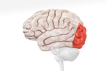 Wall Mural - cerebral cortex occipital lobe in red color profile view isolated on white background 3d rendering i
