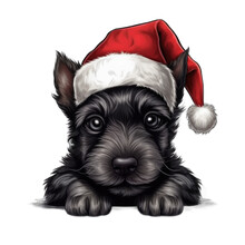 Scottish Terrier Puppy Wearing Santa Hat Isolated On Transparent Background