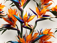 Bird Of Paradise Flower With Vibrant Petals